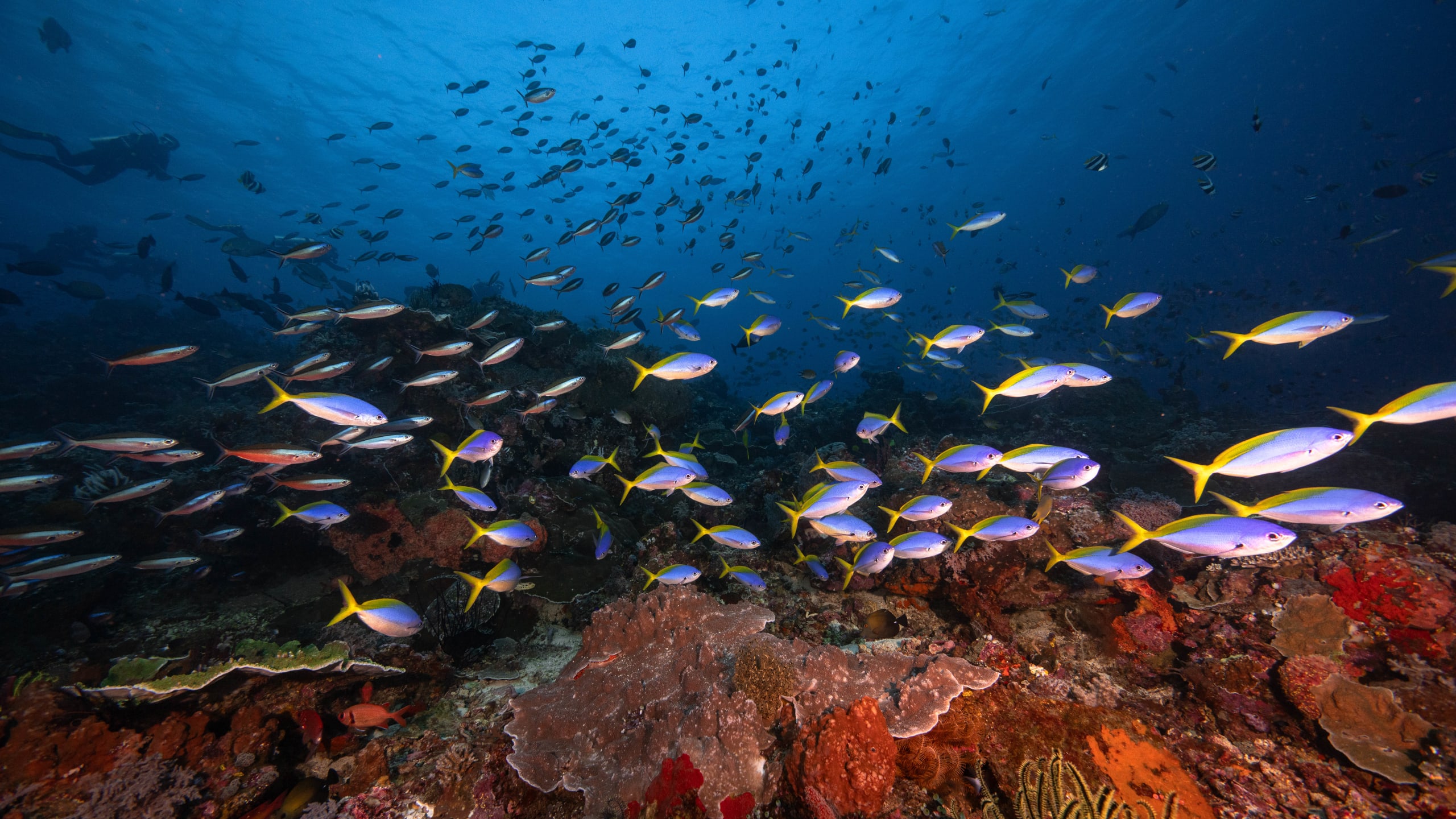 Nusa Penida Rescue Diver Course